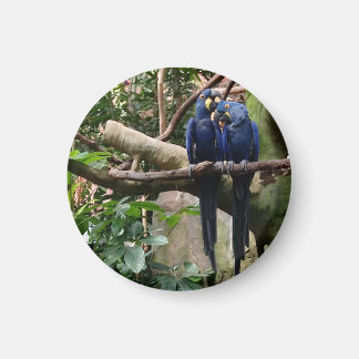 Íman Hyacinth Macaw Magnet