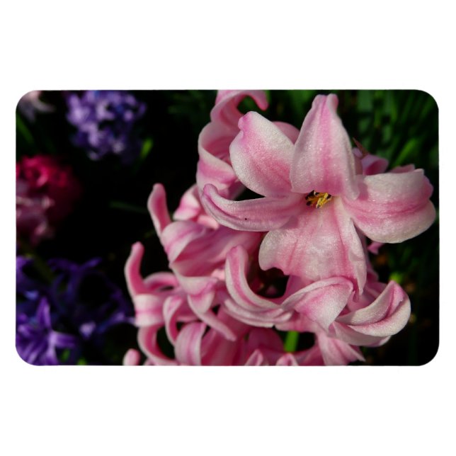 Íman Hyacinth Primavera Floral rosa (Horizontal)