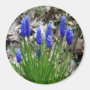 Íman Hyacinths de Uva...