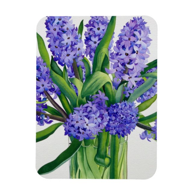 Íman Hyacintos Azuis (Vertical)