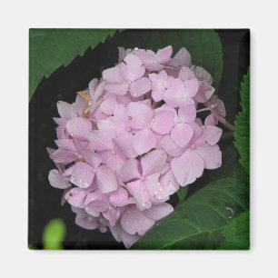 Íman Hydrangea