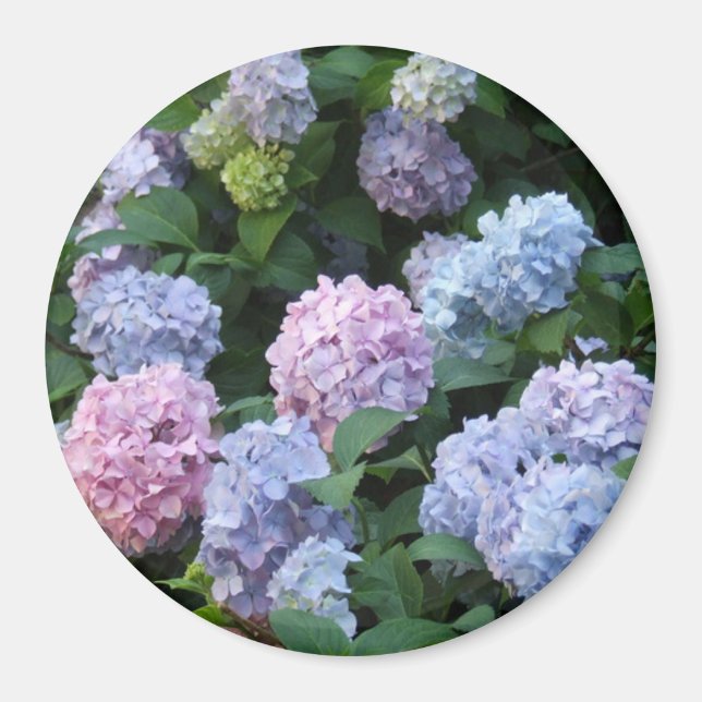 Íman Hydrangea azul e roxa (Frente)