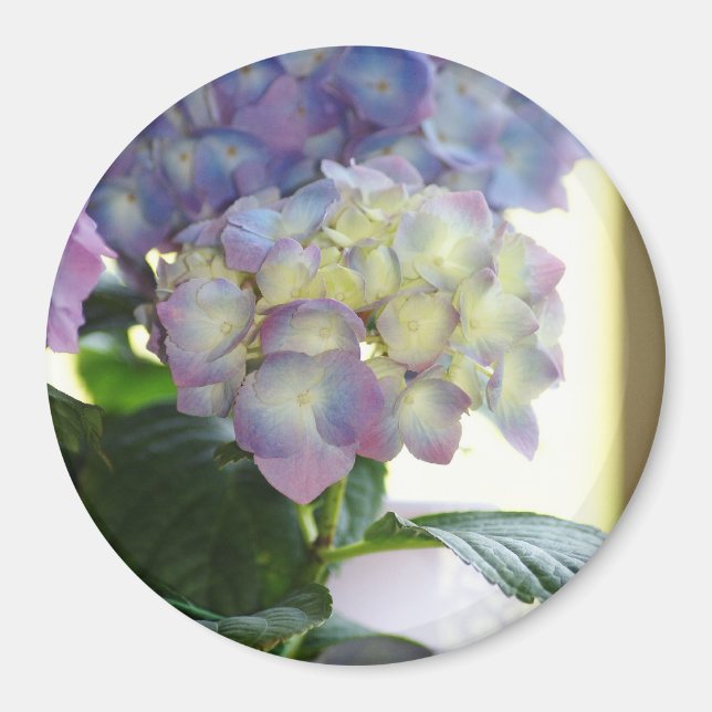 Íman Hydrangea Blooms (Frente)