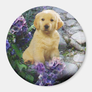 Íman Hydrangea do ímã do golden retriever