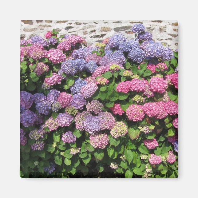 Íman Hydrangea Magnet (Frente)