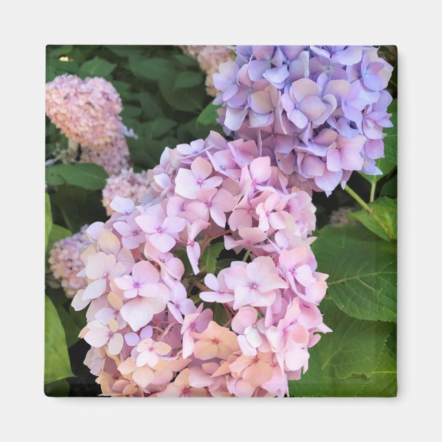 Íman Hydrangeas (Frente)
