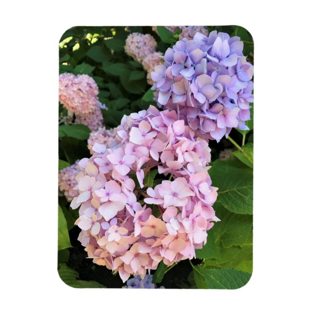 Íman Hydrangeas (Vertical)