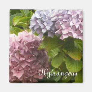 Íman Hydrangeas românticos