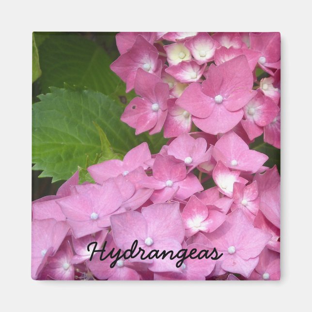 Íman Hydrangeas Rosa (Frente)