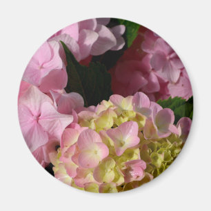 Íman Hydrangeas Rosa e Cream
