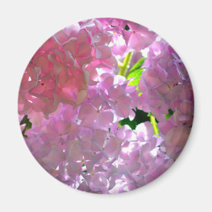 Íman Hydrangeas Rosa Radiantes