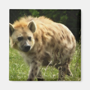 Íman Hyena Square Magnet
