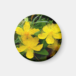 Íman Hypericum calycinum