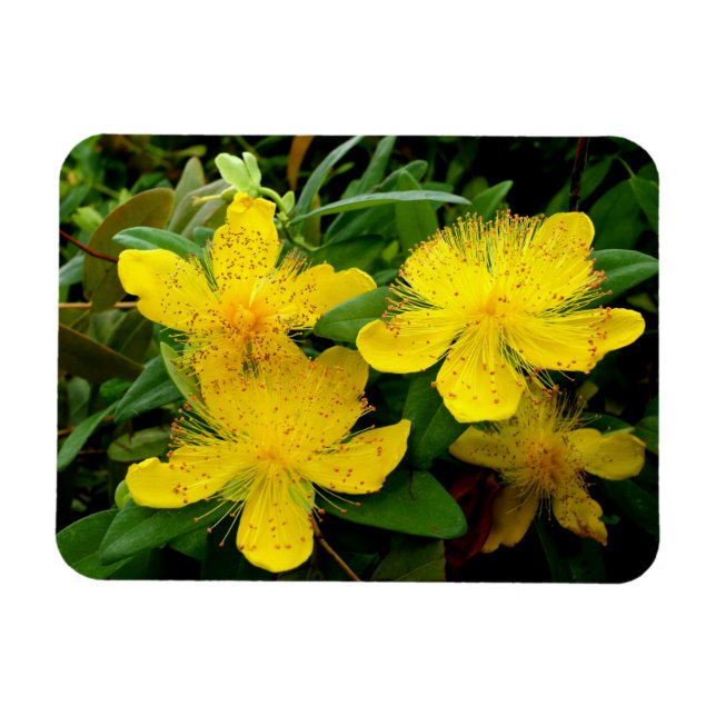Íman Hypericum calycinum (Horizontal)