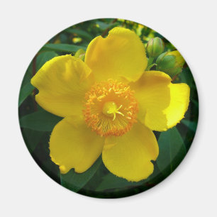 Íman Hypericum Hidcote (o Wort de St John)