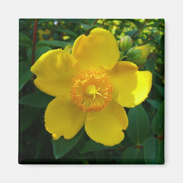 Íman Hypericum Hidcote (Rua. João) (Frente)