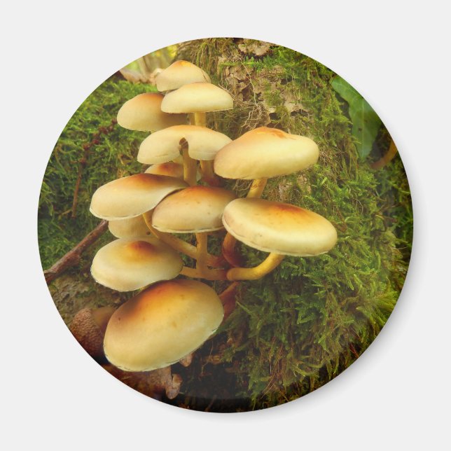 Íman Hypholoma fasciculare Mushroom Magnet (Frente)