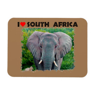 Íman I Heart Africa do Sul jovem elefante de touro
