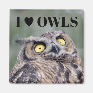 Íman I Love Owls Magnet
