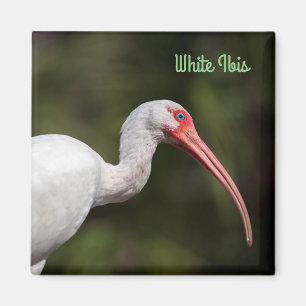 Íman Ibis Branco