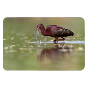 Íman Ibis nas lagoas