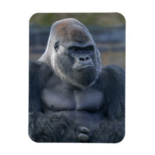 Íman Iconic Silverback Oumbi