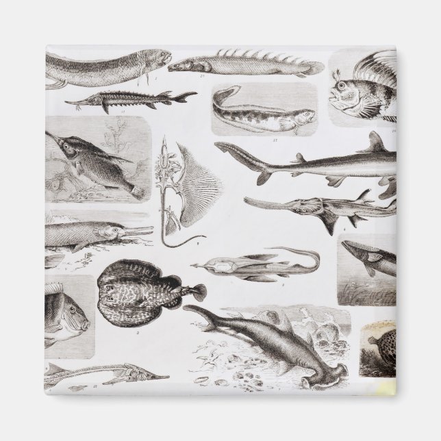 Íman Ictiologia - Elasmobranch, Ganoide (Frente)