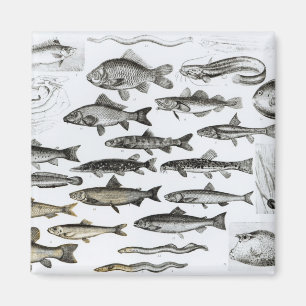 Íman Ictiologias, peixes ósseos, Marisipobranchs