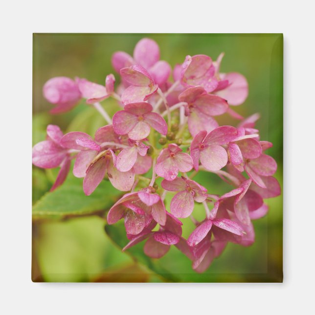 Íman Ídrangea rosa (Frente)