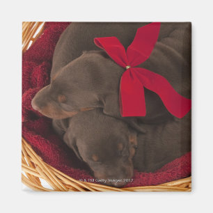 Íman Igualmente Doberman Pincher. Cão doméstico de