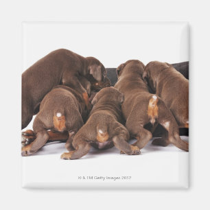 Íman Igualmente Doberman Pincher. Cão doméstico de