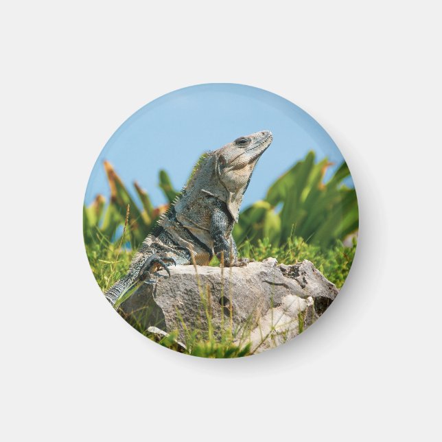 Íman Iguana (Frente)