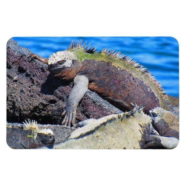Íman iguana marinha das Galápagos (Horizontal)
