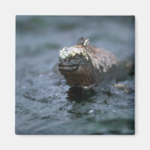 Íman Iguana marinha que nada para fora para alimentar