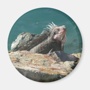 Íman Iguana na Rua. Thomas Wildlife