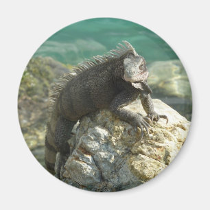 Íman Iguana nas Rochas na Rua. Thomas