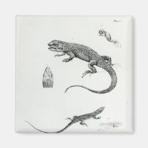 Íman Iguana Shingled
