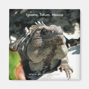 Íman Iguana, Tulum, México