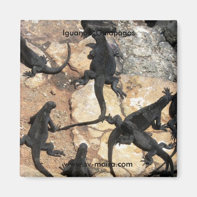 Íman Iguanas Marinhas, Ilhas las Plazas, Galápagos (Frente)