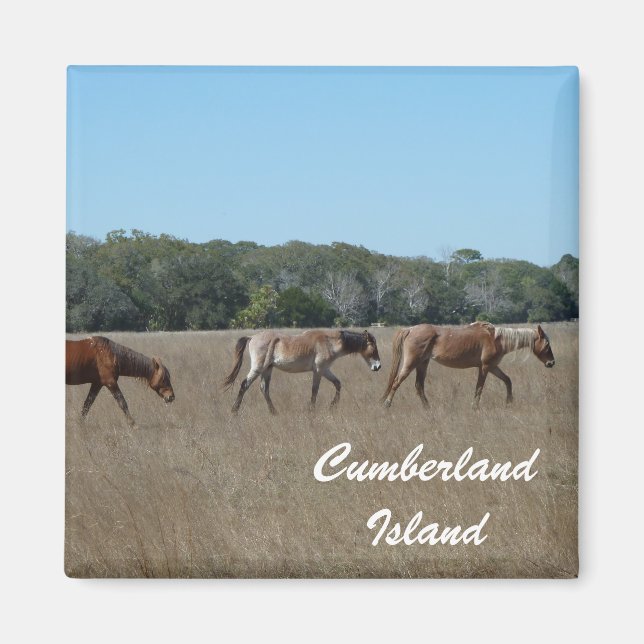 Íman Ilha Cumberland Cavalos Selvagens Foto Magnet Geor (Frente)