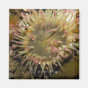 Íman Ilha de San Juan, Washington