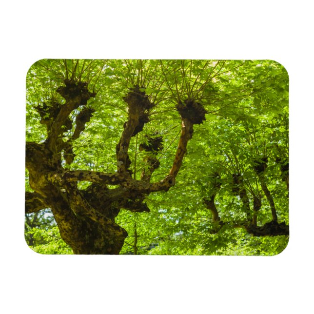 Íman Ilha de São Miguel (Horizontal)