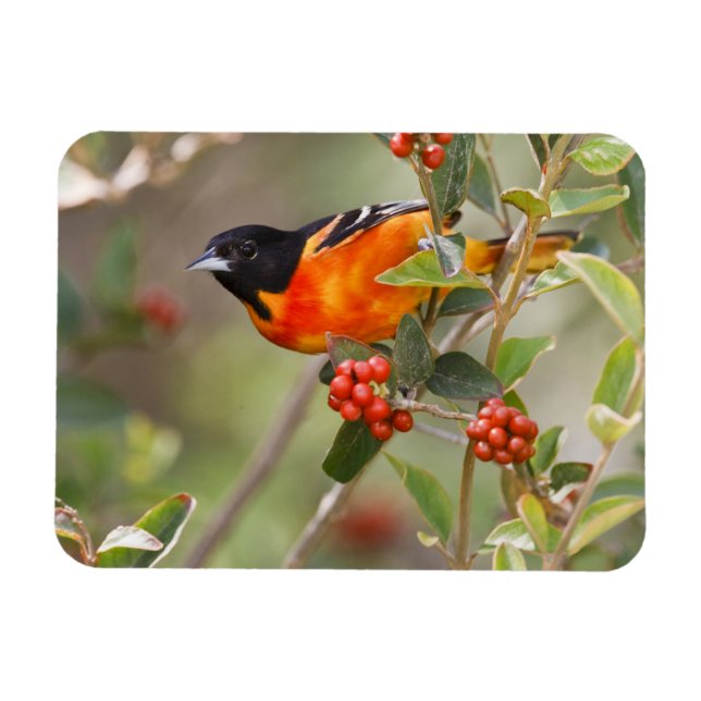 Íman Ilha de South Padre, Texas, EUA, Baltimore Oriole (Horizontal)
