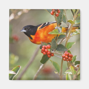 Íman Ilha de South Padre, Texas, EUA, Baltimore Oriole