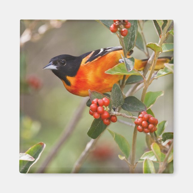 Íman Ilha de South Padre, Texas, EUA, Baltimore Oriole (Frente)
