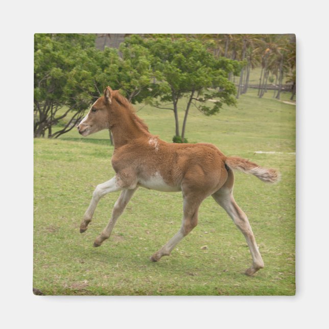 Íman Ilha páscoa Rapa Nui (Frente)