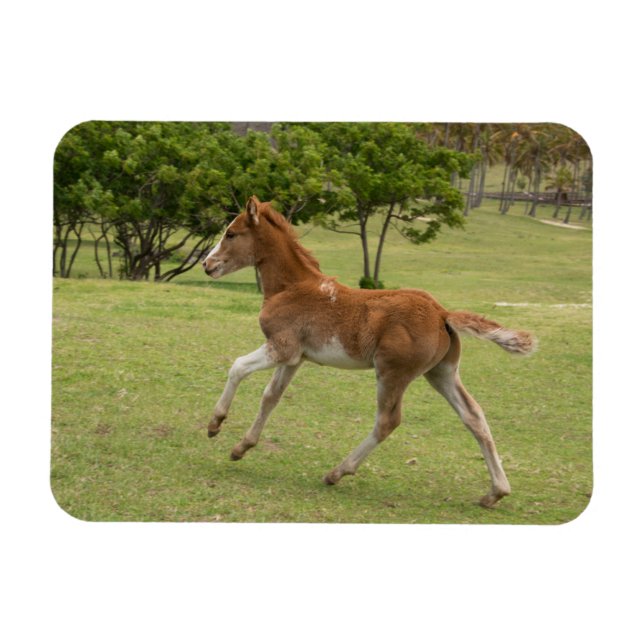 Íman Ilha páscoa Rapa Nui (Horizontal)