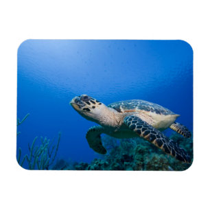 Íman Ilhas Cayman, Little Cayman Island, Subaquático 2