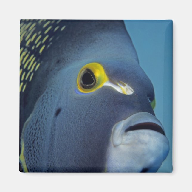 Íman Ilhas Cayman, Peixe-anjo-francês Pomacanthus (Frente)