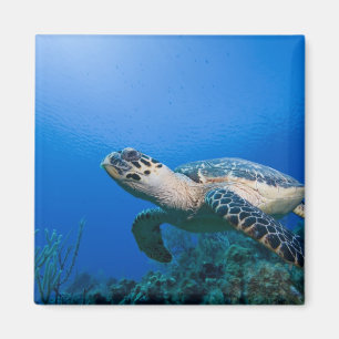 Íman Ilhas Cayman, Pequena Ilha Cayman, Subaquático 2